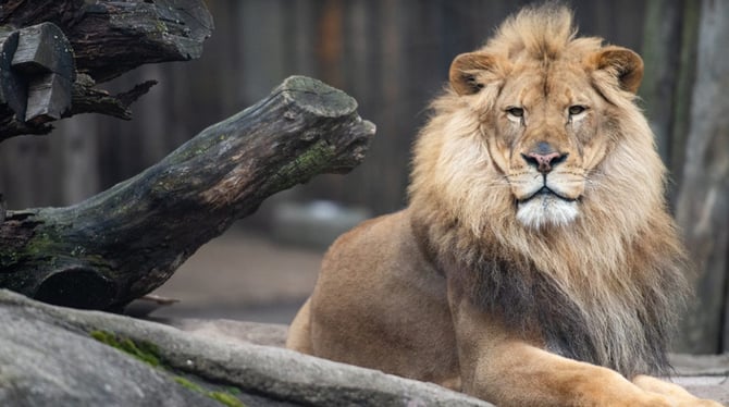Cleveland Metroparks Zoo